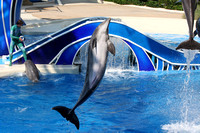 Sea World Dolphin Show